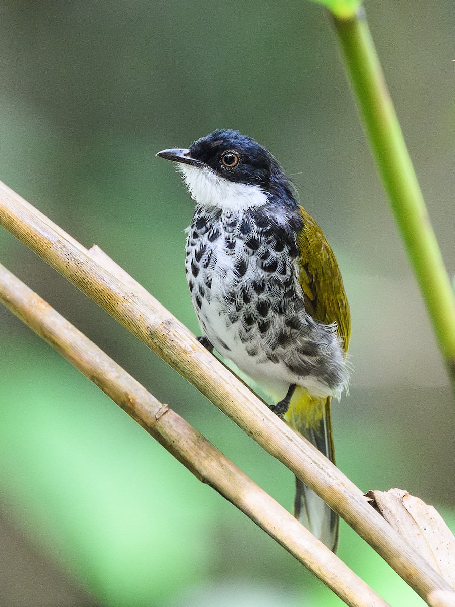 skjellbylbyl - ML647728751