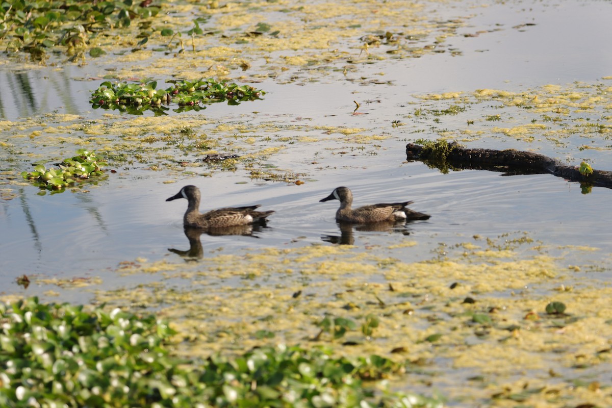 Blue-winged Teal - ML647728764