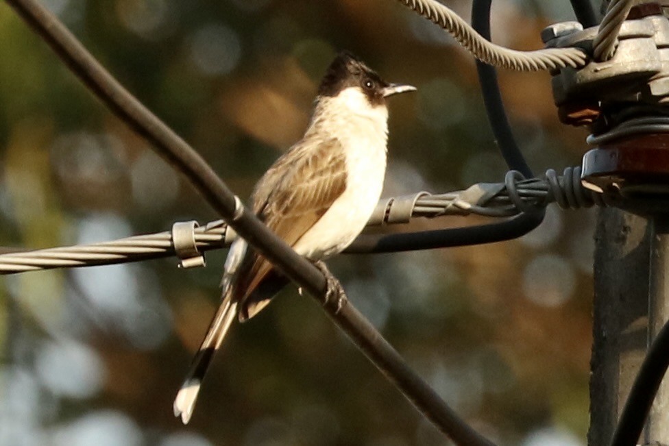 Sooty-headed Bulbul - ML647728772