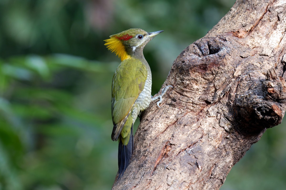 Lesser Yellownape - ML647728775