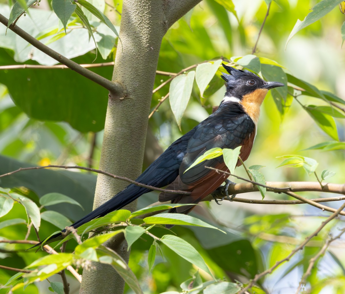 Críalo Oriental - ML647728824