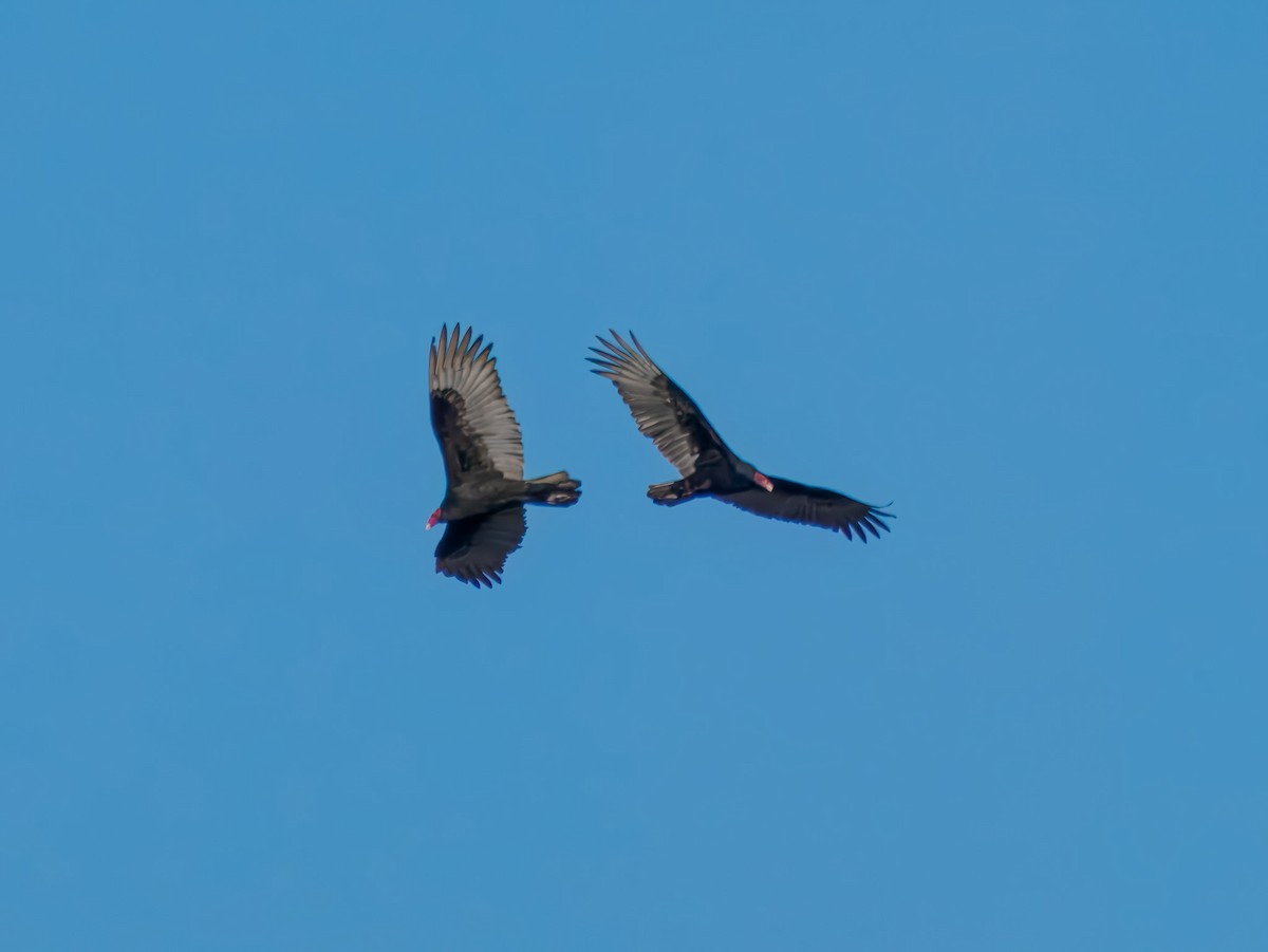 kondor krocanovitý - ML647728830