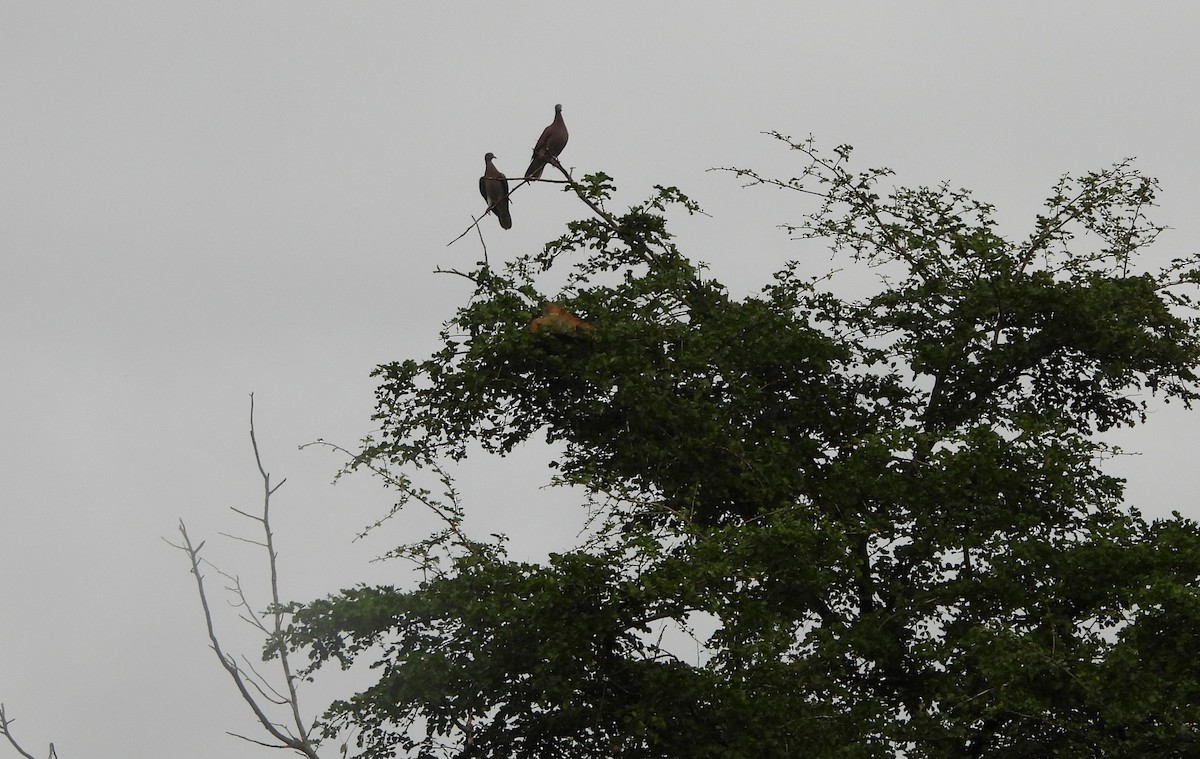 Pale-vented Pigeon - ML647728838