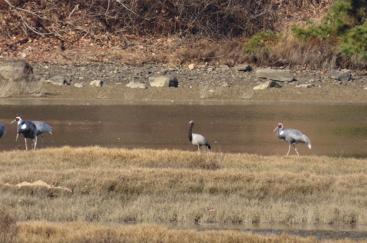 Telli Turna - ML647728839