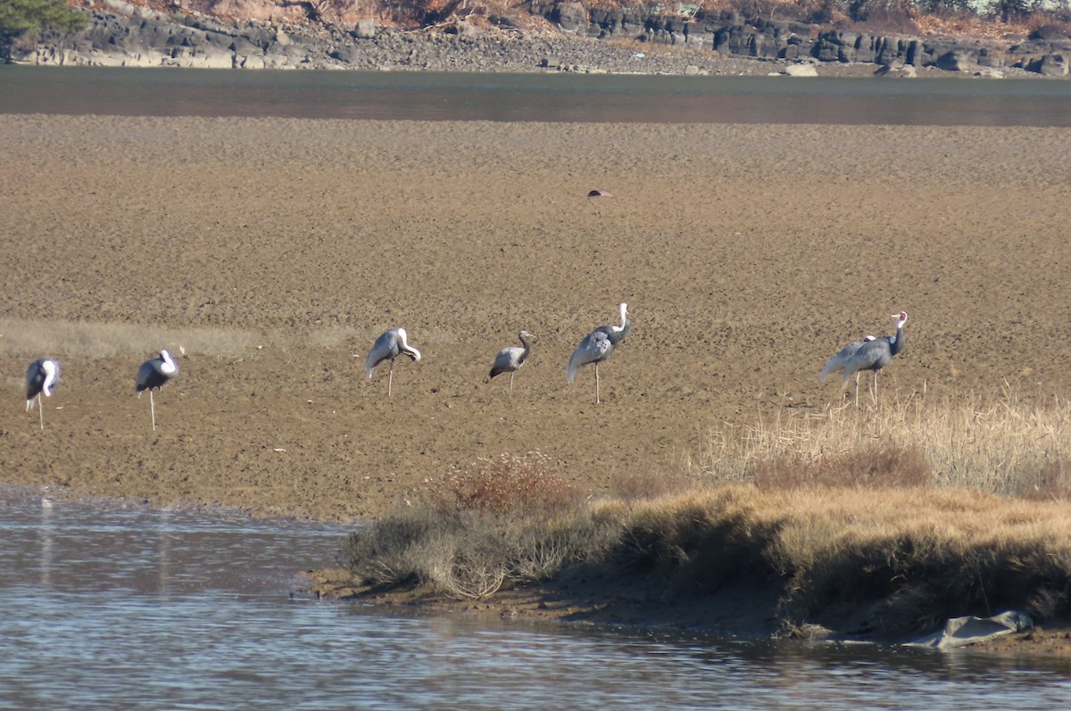 Telli Turna - ML647728840