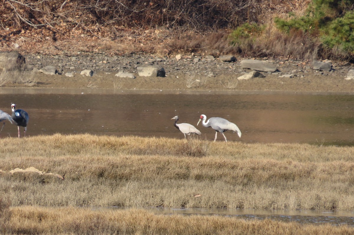 Telli Turna - ML647728841