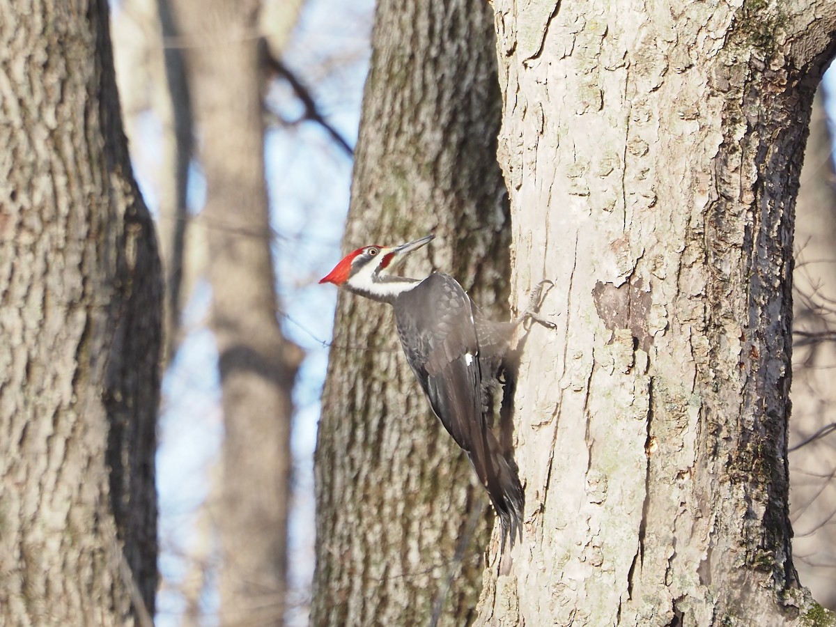 datel chocholatý - ML647728842