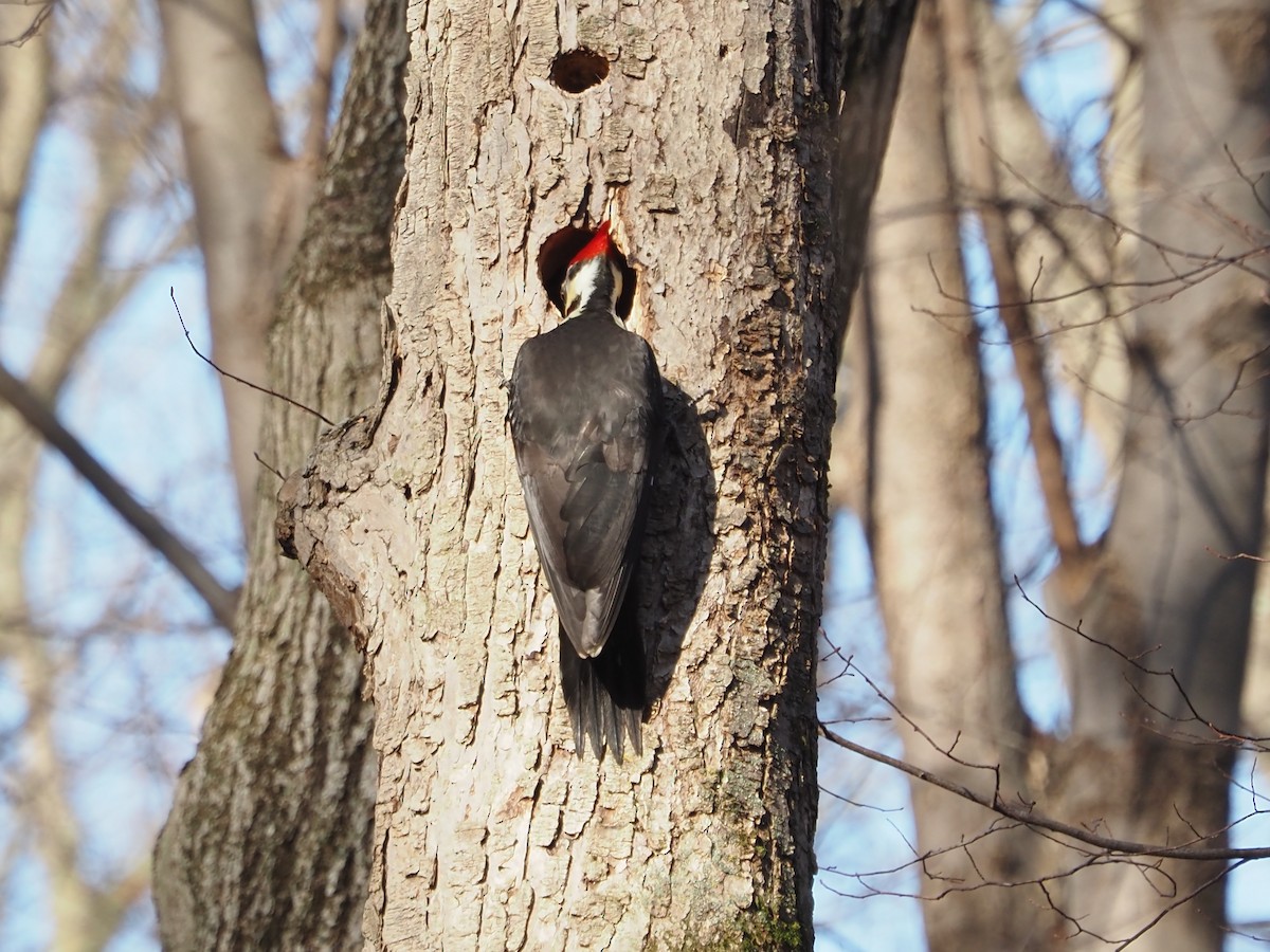 datel chocholatý - ML647728843