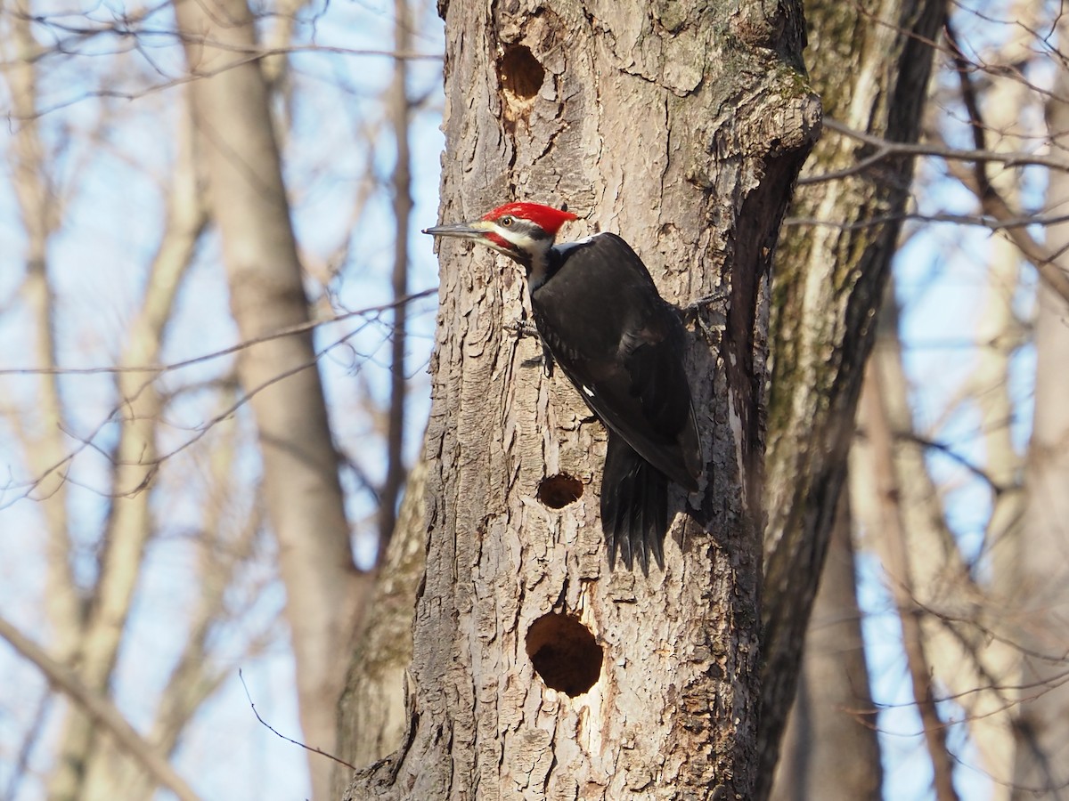 datel chocholatý - ML647728844