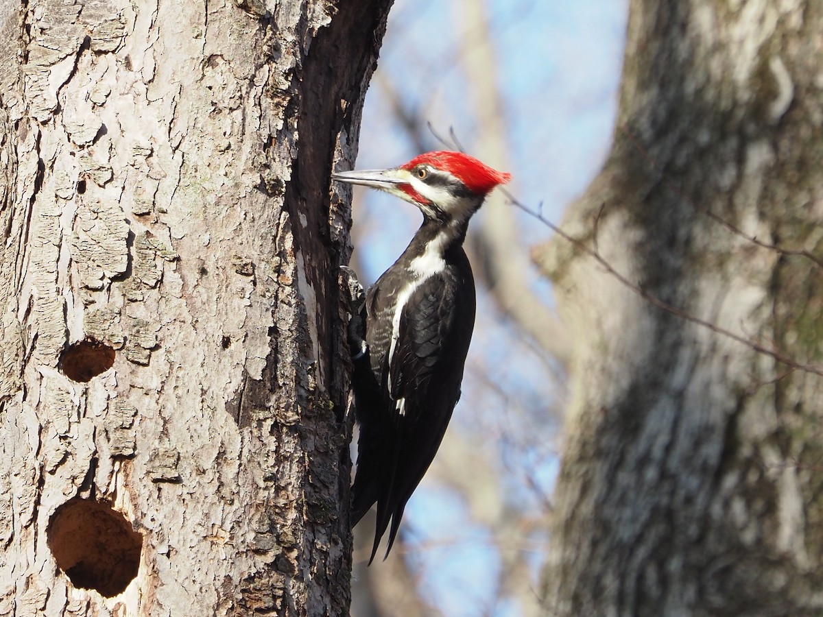 datel chocholatý - ML647728845