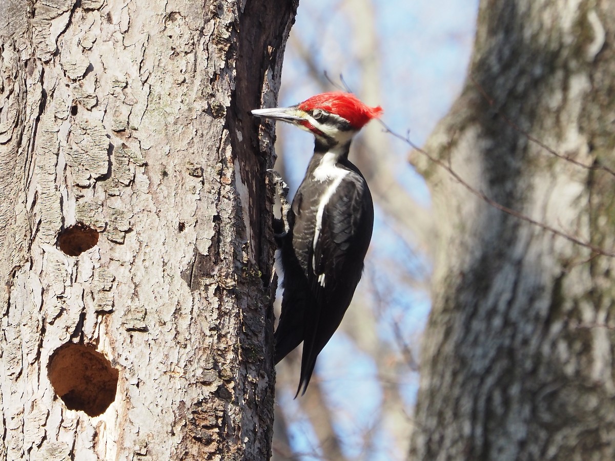 datel chocholatý - ML647728846