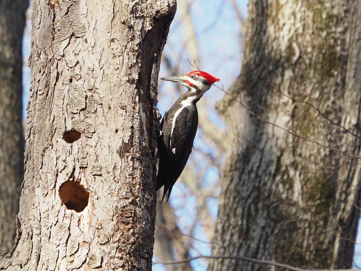 datel chocholatý - ML647728847