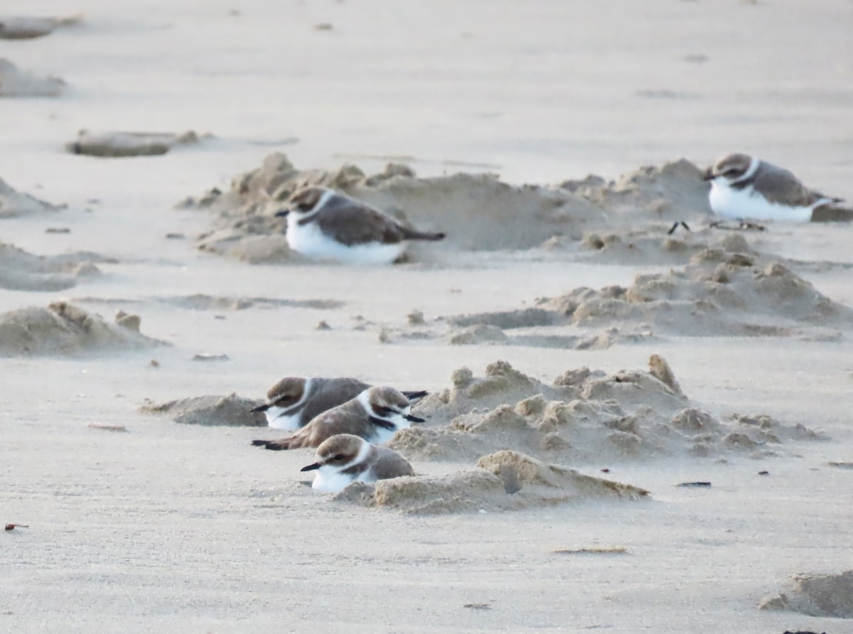 Snowy Plover - ML647728849