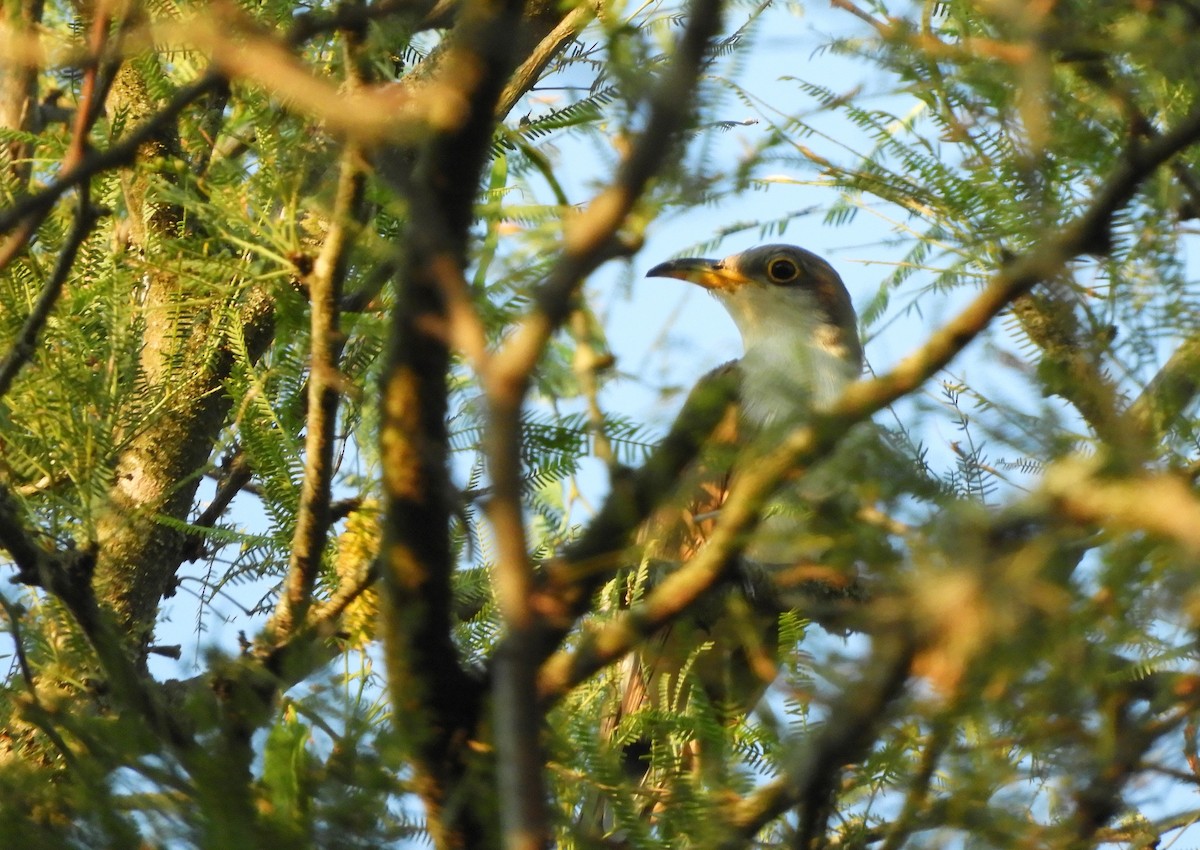 Coulicou à bec jaune - ML647728897