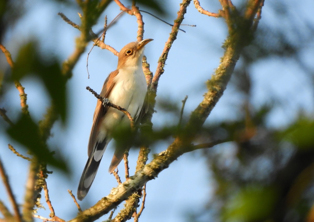 Coulicou à bec jaune - ML647728898