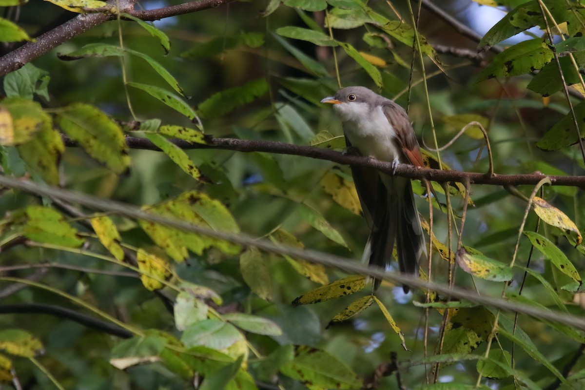 Coulicou à bec jaune - ML647728902