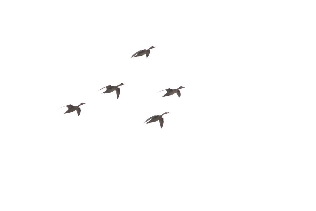 Spießente - ML647728907