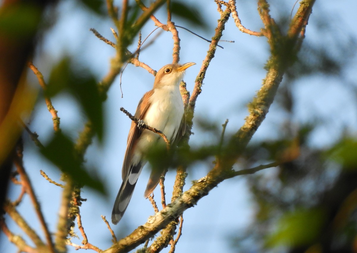 Coulicou à bec jaune - ML647728913