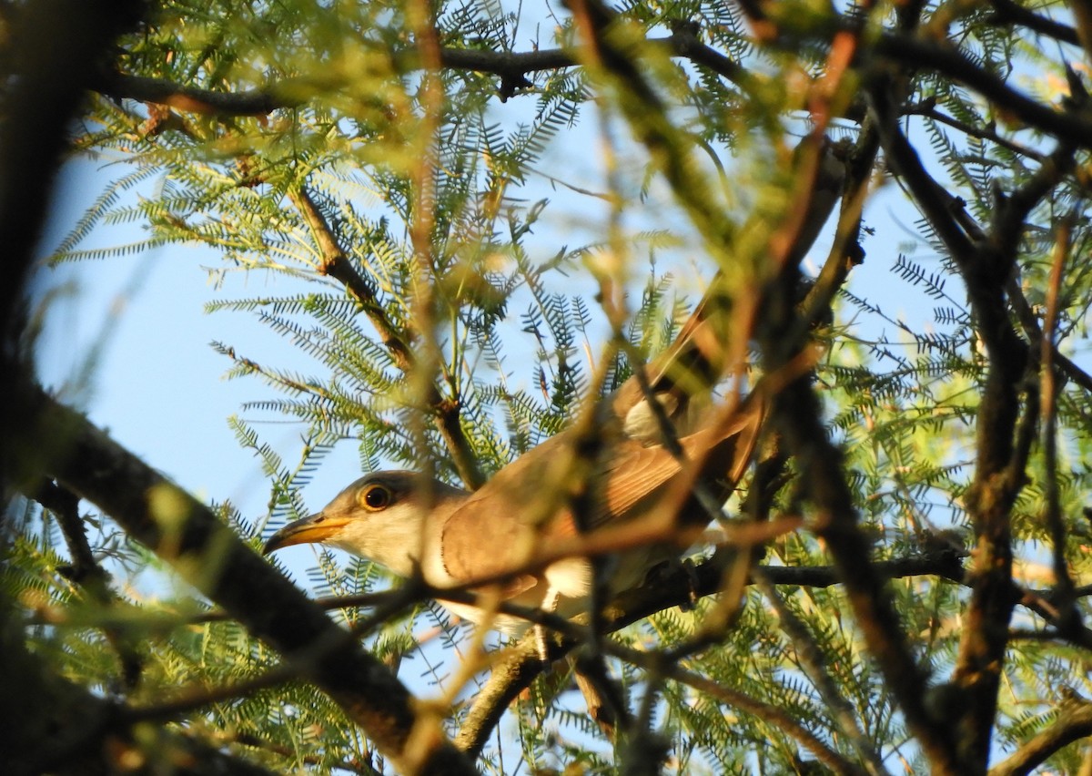 Coulicou à bec jaune - ML647728914