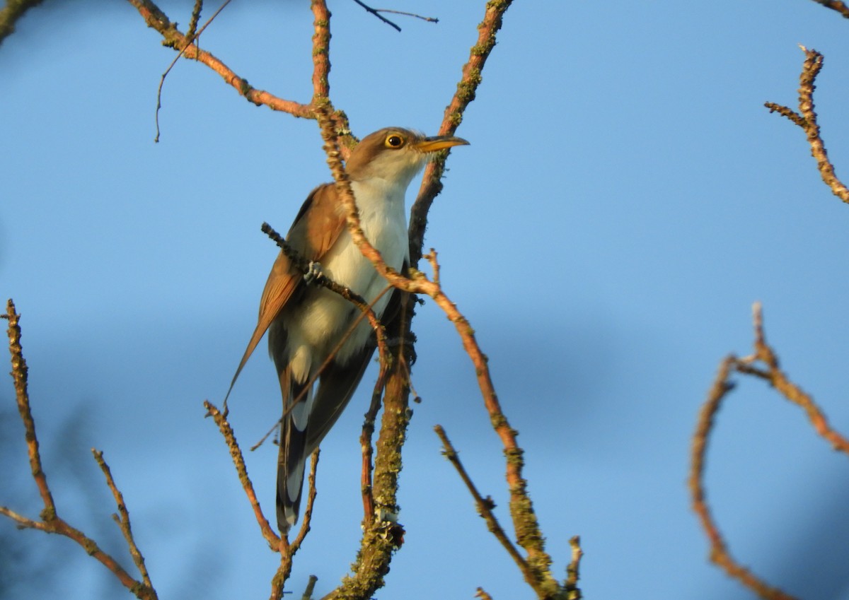 Coulicou à bec jaune - ML647728917