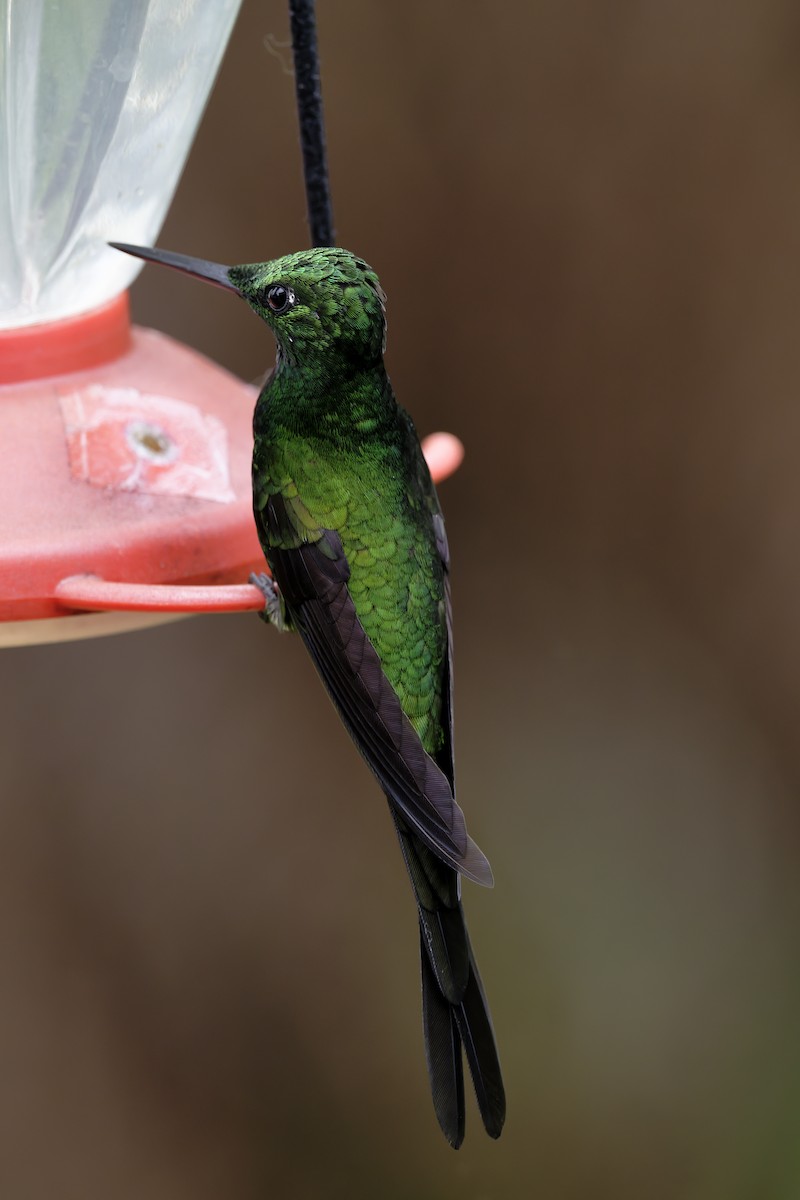 Empress Brilliant - ML647728921