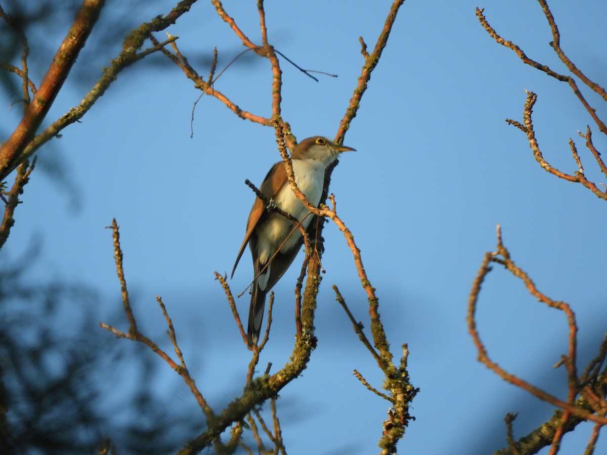 Coulicou à bec jaune - ML647728922