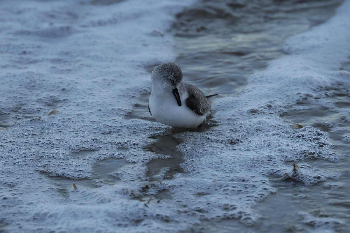 Txirri zuria - ML647728944