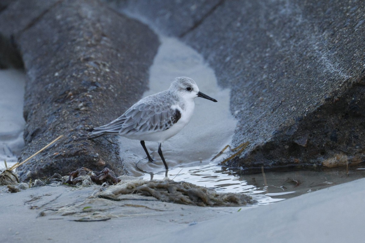 Txirri zuria - ML647728945