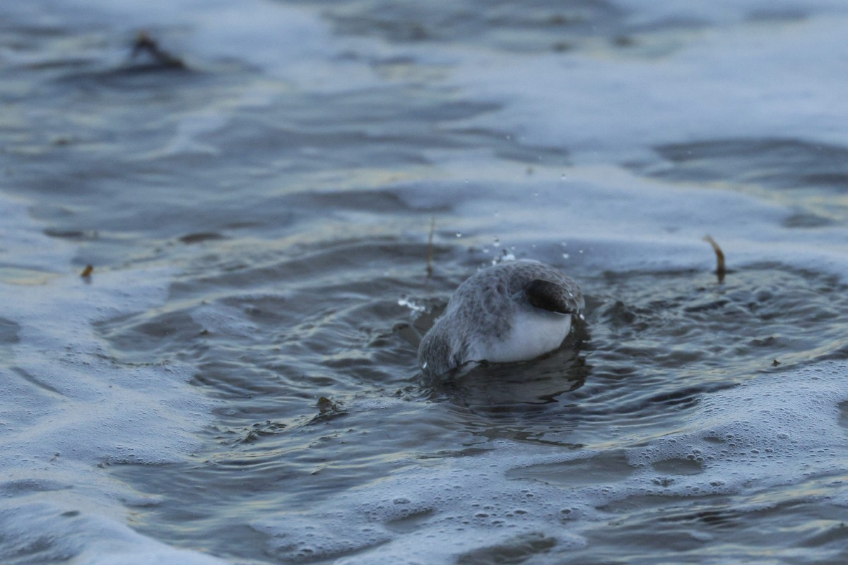 Txirri zuria - ML647728947