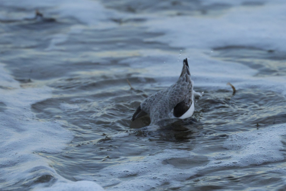 Txirri zuria - ML647728948