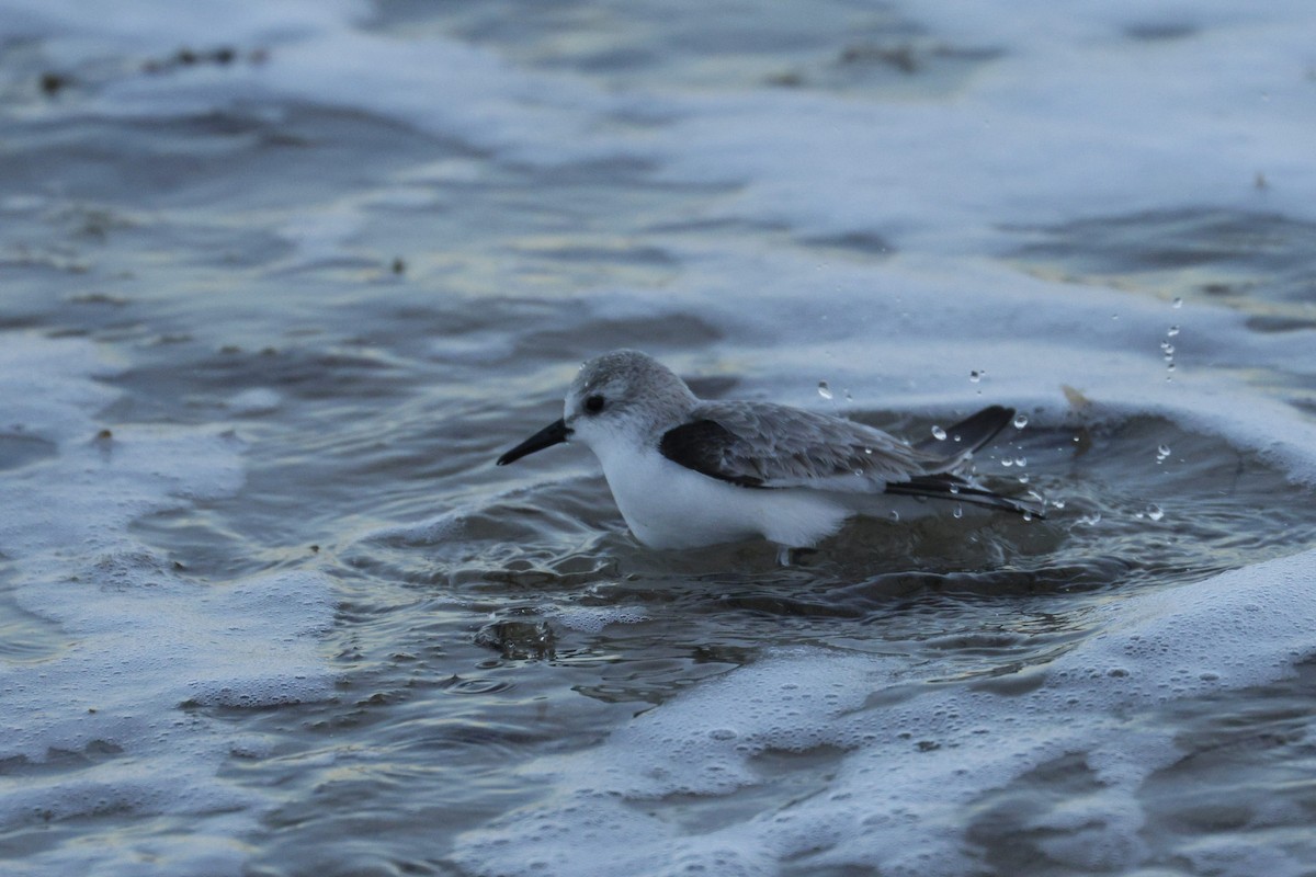 Txirri zuria - ML647728950