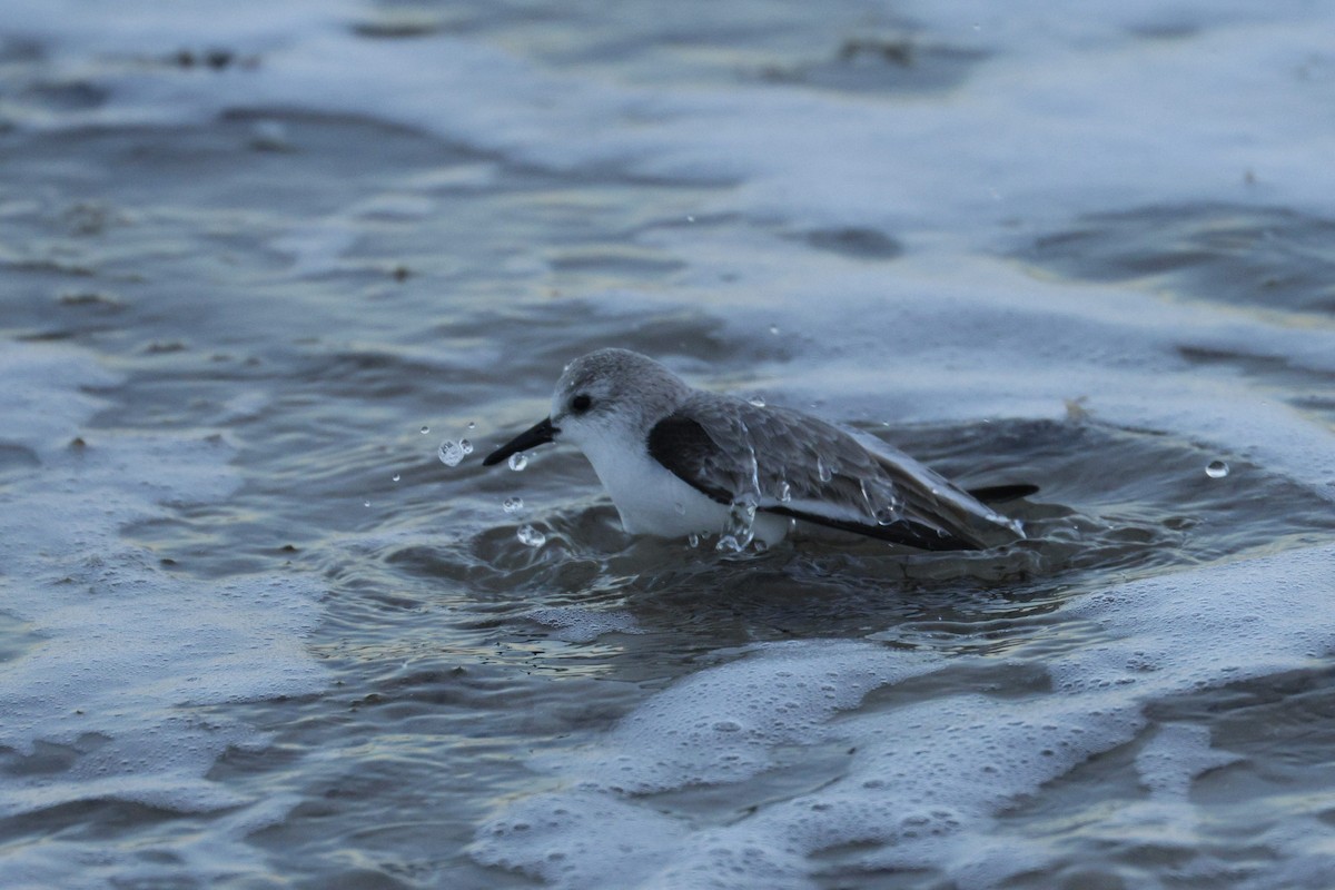 Txirri zuria - ML647728951