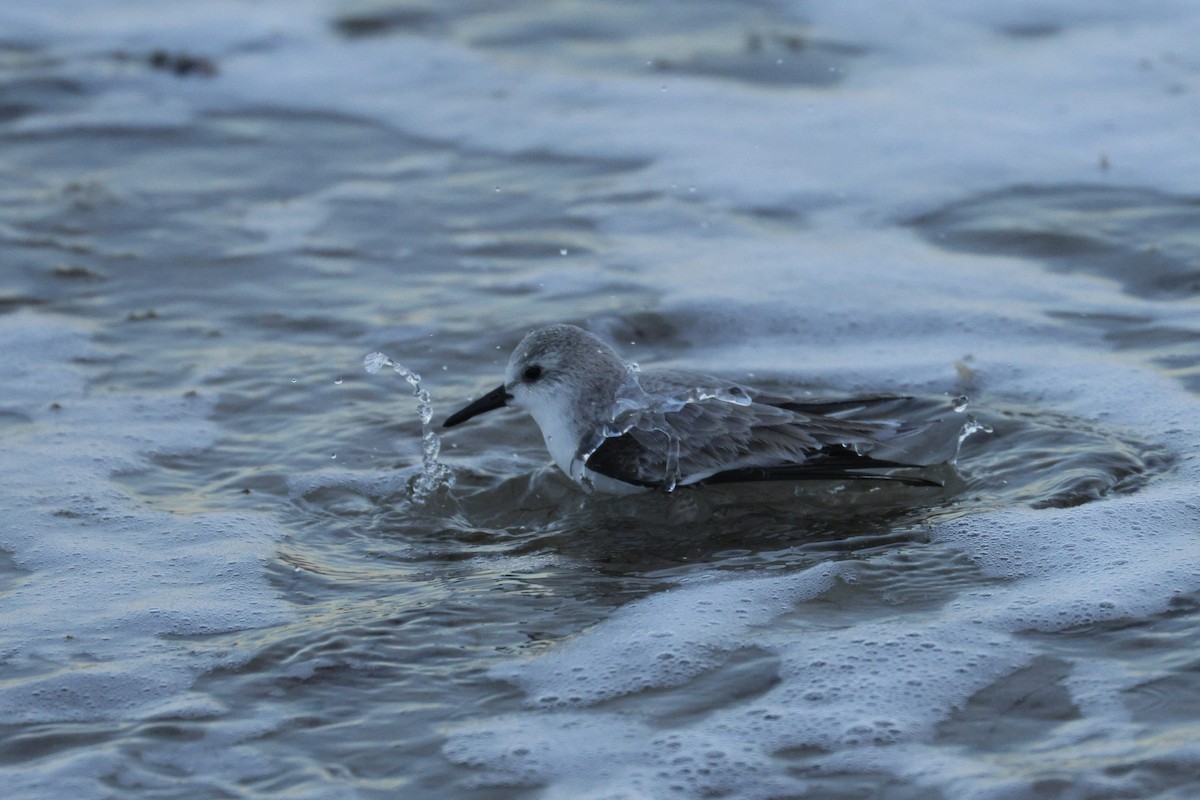 Txirri zuria - ML647728953