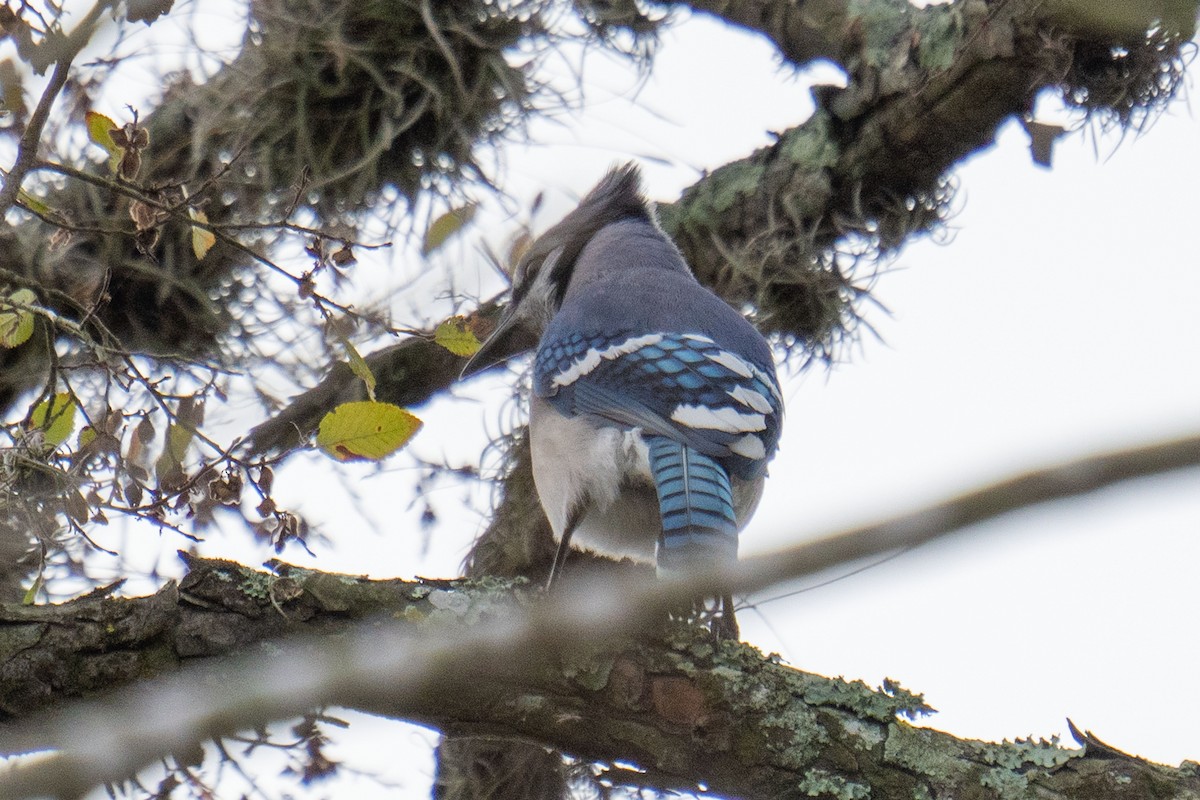Blue Jay - ML647729002