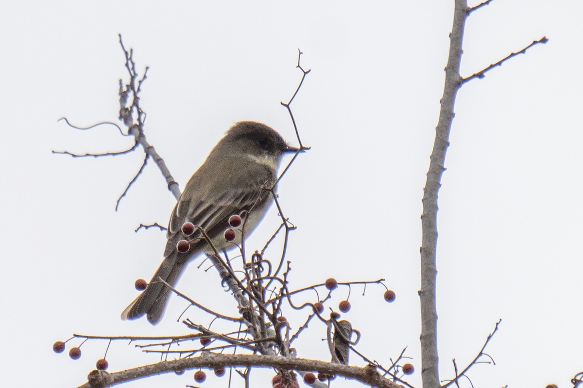 Eastern Phoebe - ML647729005