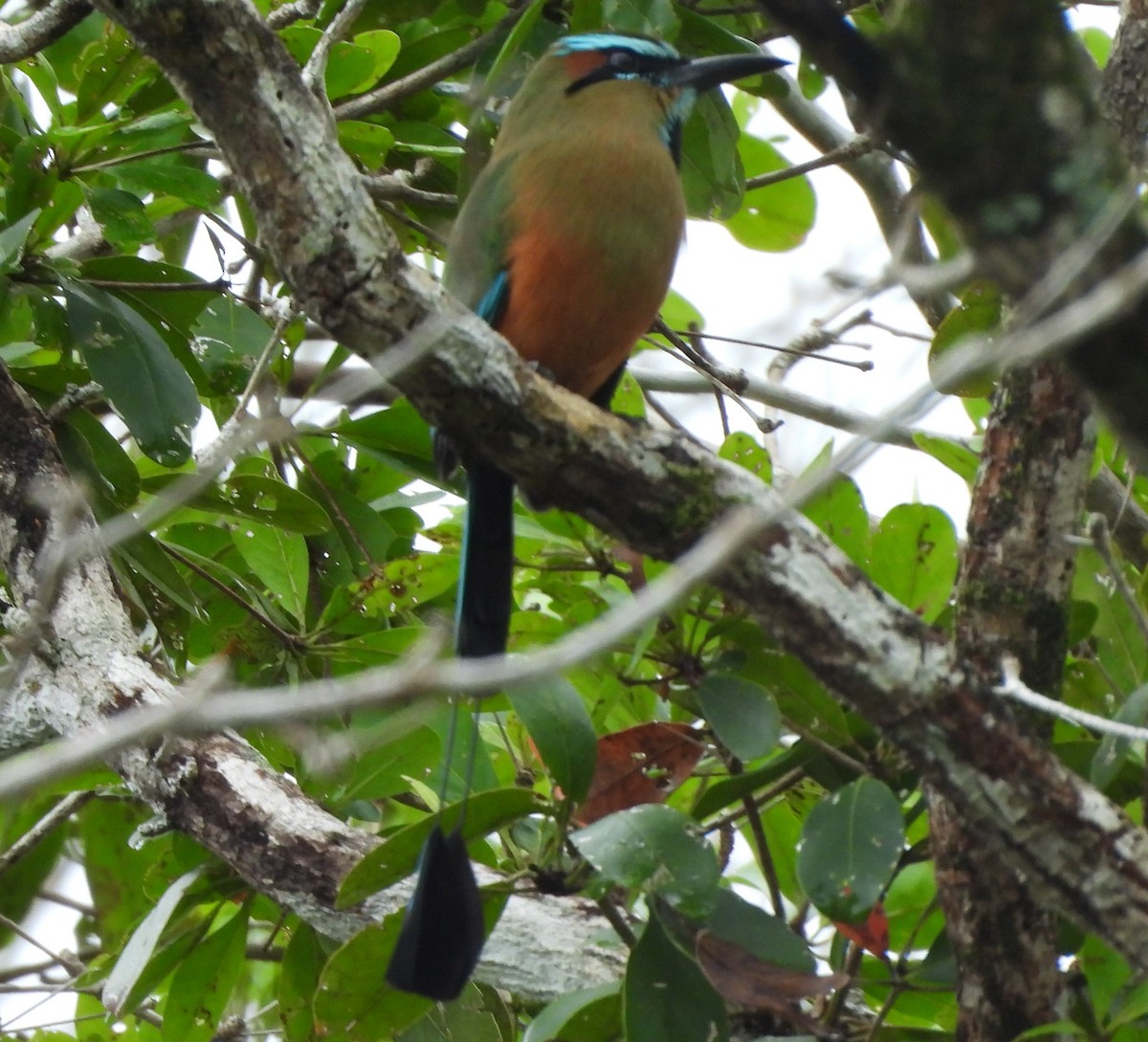 Момот рудочеревий - ML647729021