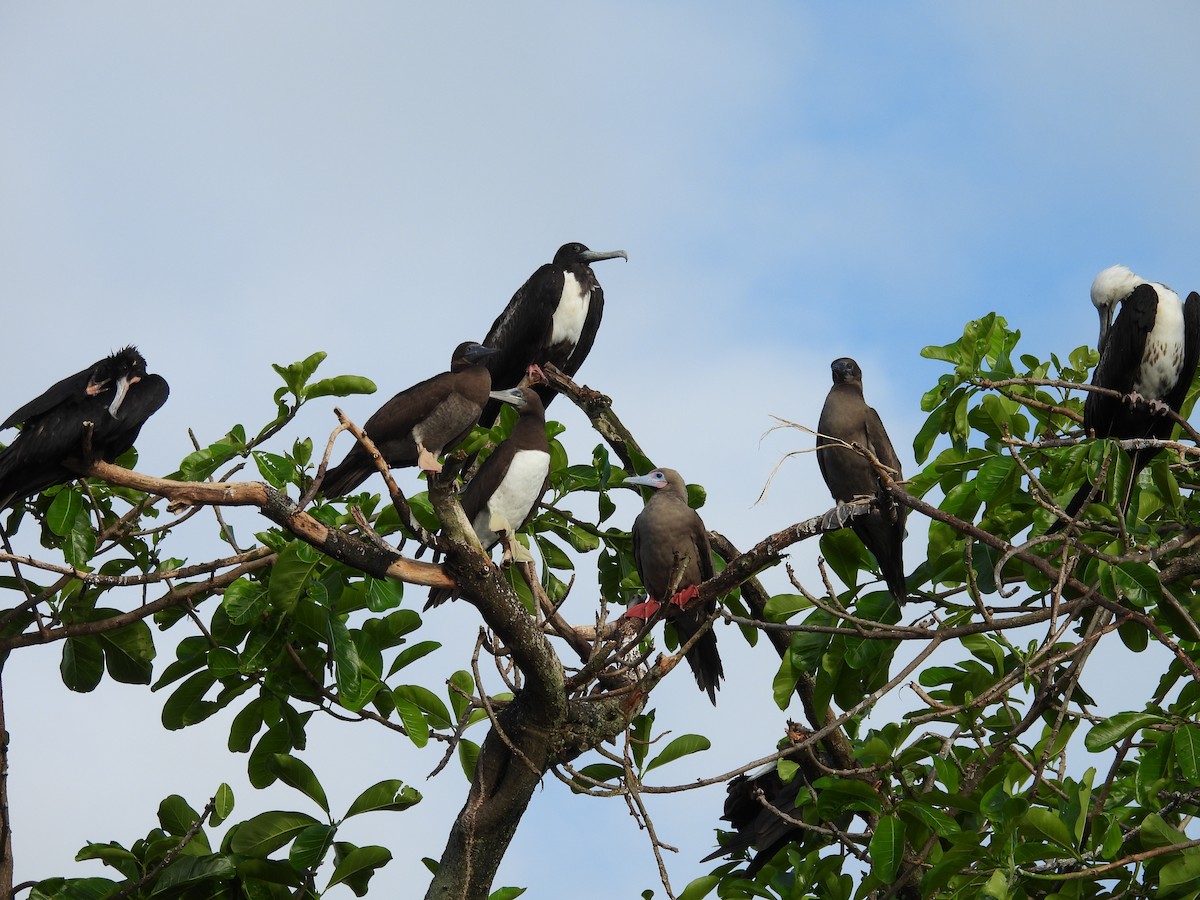 Rotfußtölpel - ML647729041