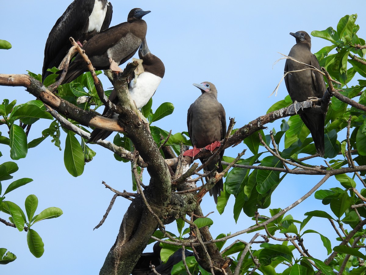 Rotfußtölpel - ML647729043