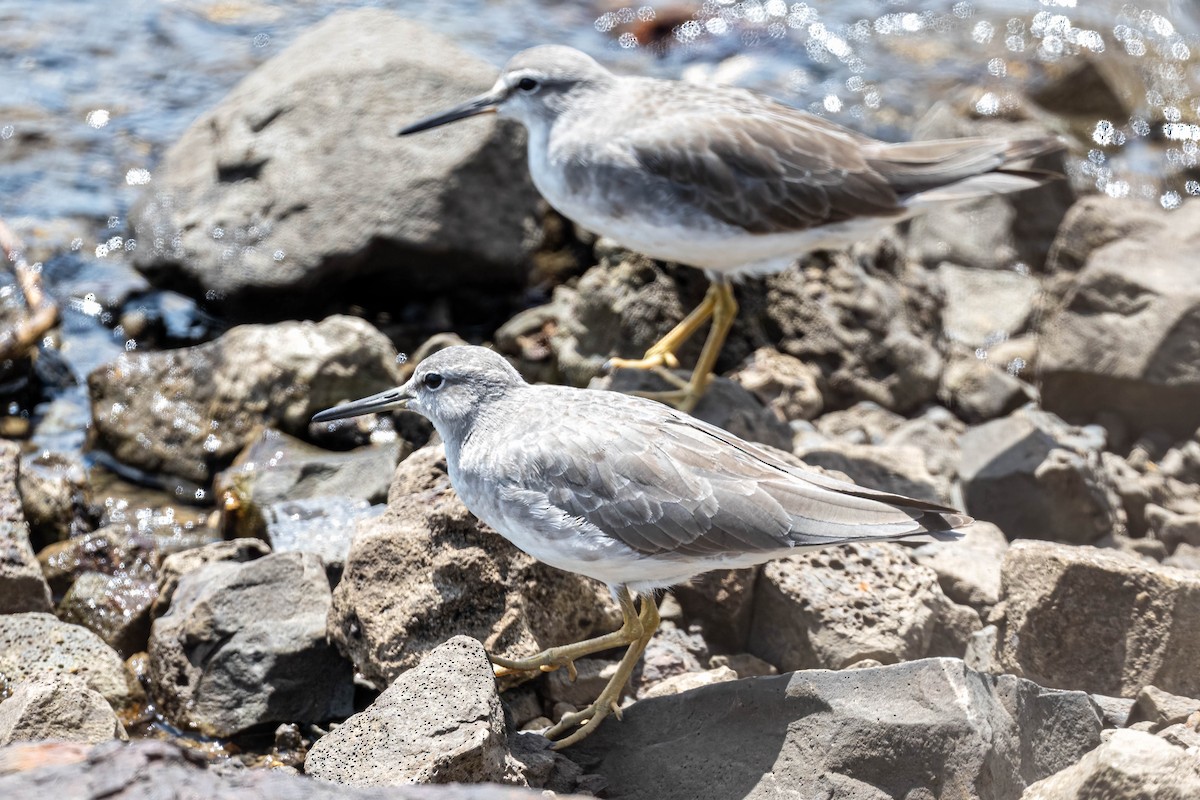 Gray-tailed Tattler - ML647729046