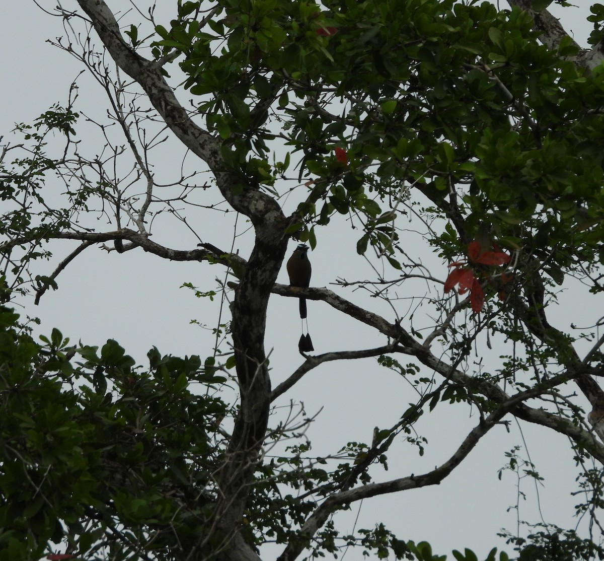 Момот рудочеревий - ML647729051