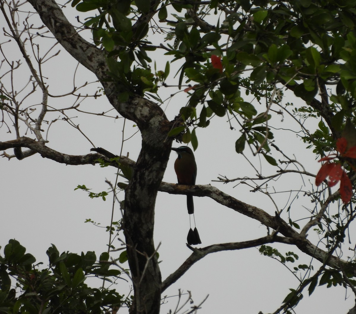 Момот рудочеревий - ML647729073