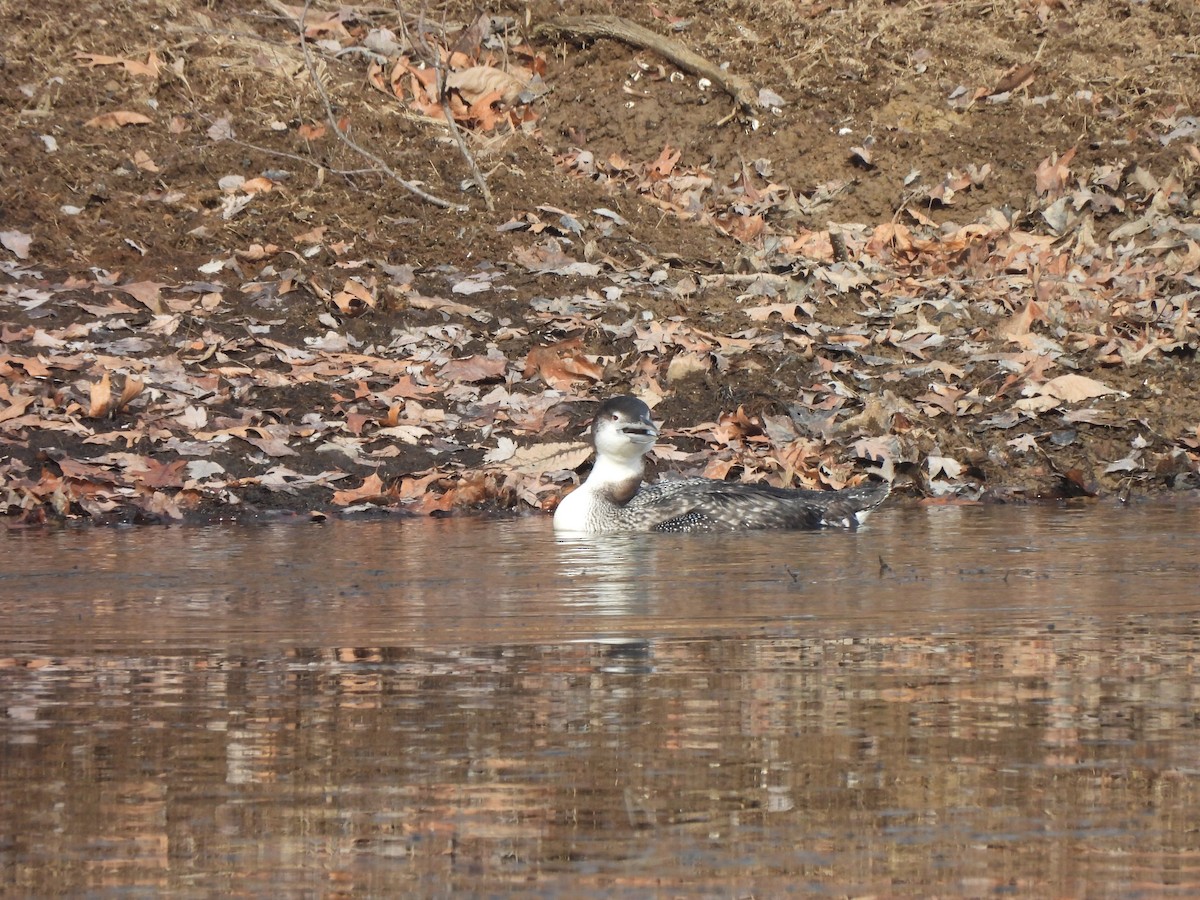 Common Loon - ML647729074
