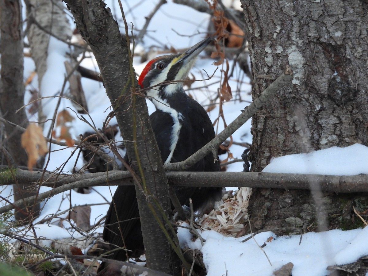 datel chocholatý - ML647729102