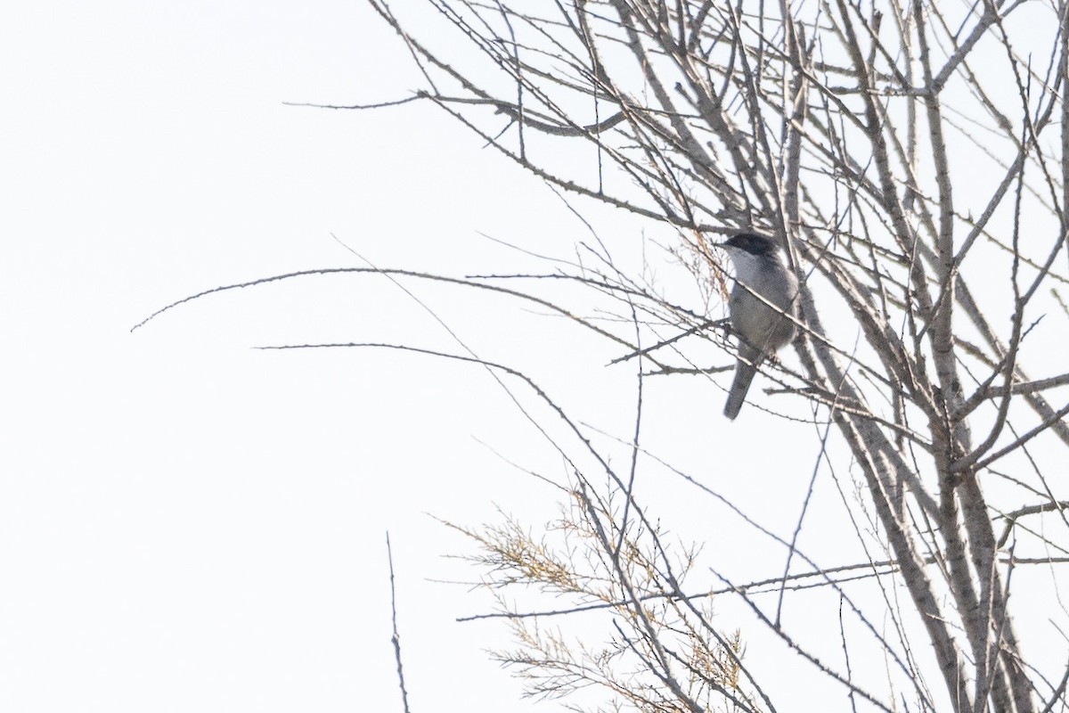Sardinian Warbler - ML647729117