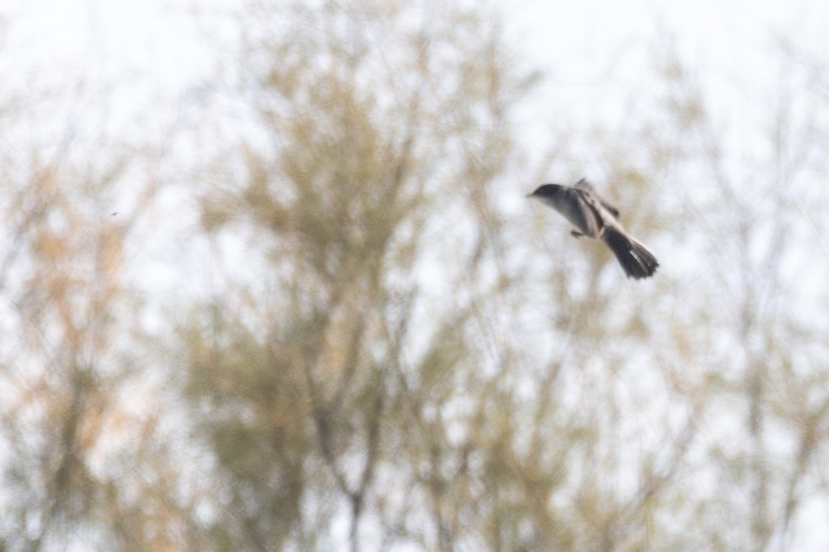 Sardinian Warbler - ML647729118