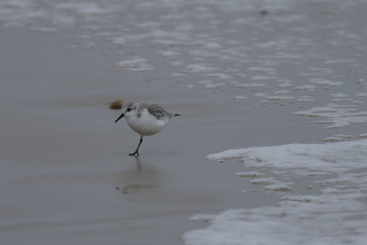 Txirri zuria - ML647729125