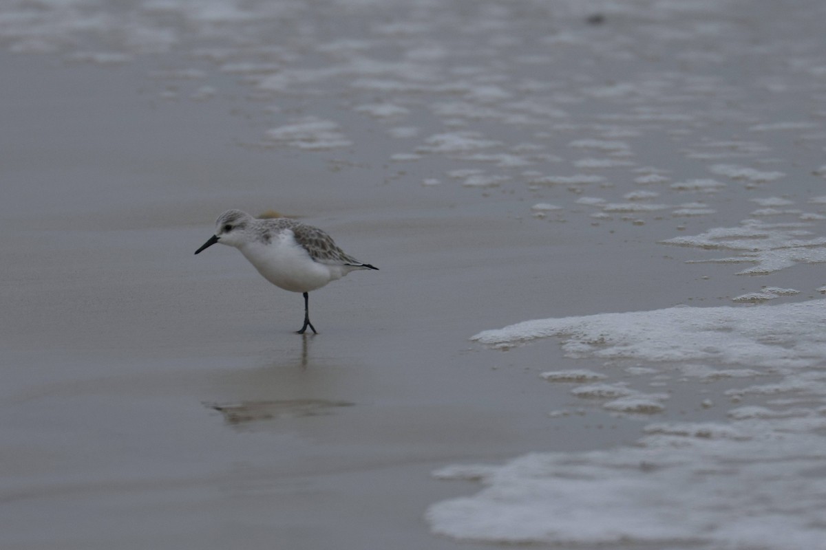 Txirri zuria - ML647729126