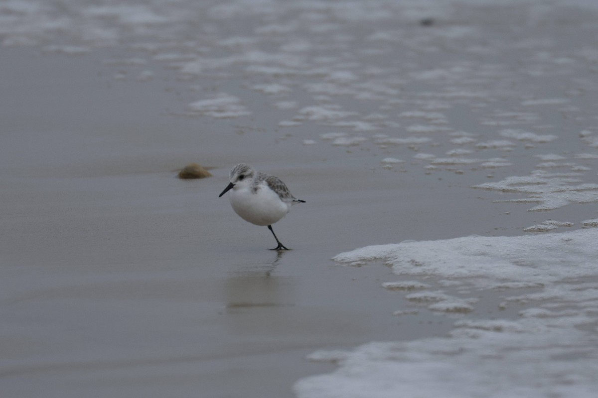 Txirri zuria - ML647729127