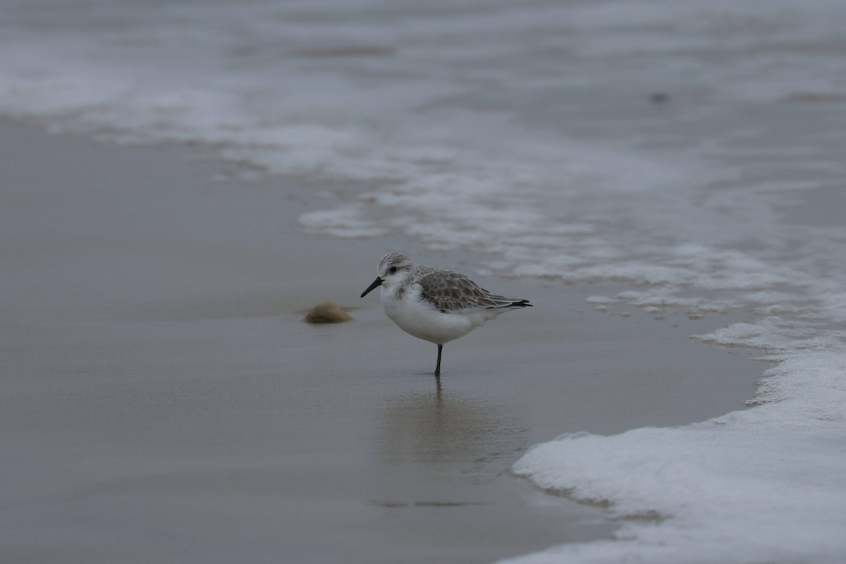 Txirri zuria - ML647729128