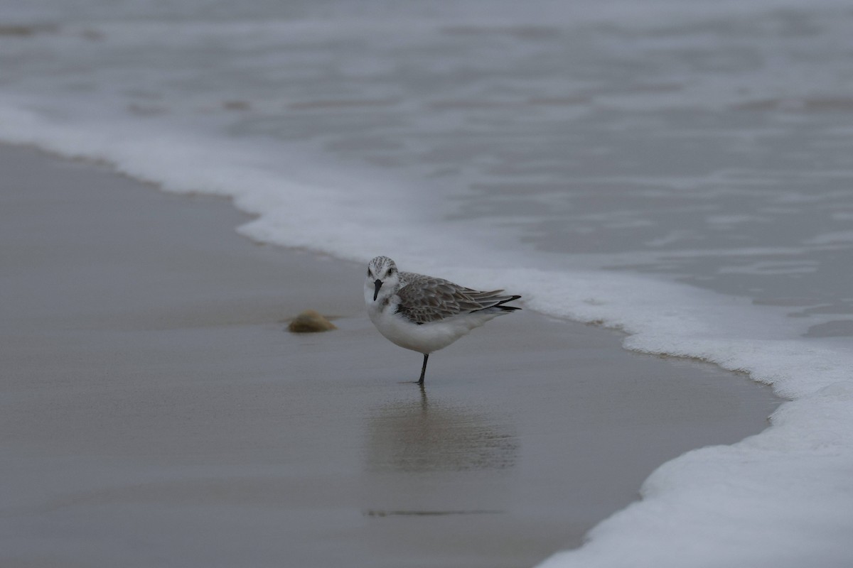 Txirri zuria - ML647729129